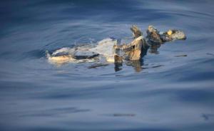 美媒：飛機(jī)儀表讀數(shù)出錯(cuò)成印尼獅航墜機(jī)事件調(diào)查焦點(diǎn)