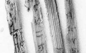 山西首次出土漢簡，墓主或為西漢代王