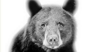 九龍山自然保護(hù)區(qū)首次發(fā)現(xiàn)黑熊蹤跡：至少2只，吃野生蜂蜜