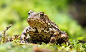 13人猎捕8千只癞蛤蟆，法院：破坏生态，追究刑事责任