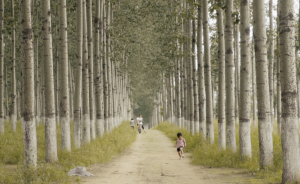 不止西山和北海，帝都之秋還有溫榆河的湖光樹影