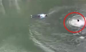 女孩落水:施救者體力不支特警及時(shí)趕到