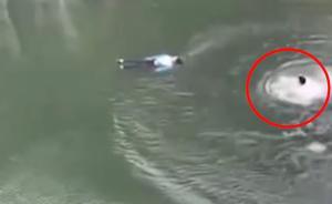 女孩落水：施救者體力不支特警及時趕到