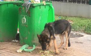 浙江金華“警犬被盜”案已由警方撤案：盜竊證據(jù)不足