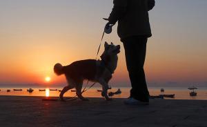 馬上評(píng)｜“7點(diǎn)至22點(diǎn)禁止遛狗”，正反意見都該聽聽