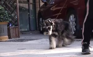 北京犬管部門：暫無遛犬時間規(guī)定，正在研究新法規(guī)