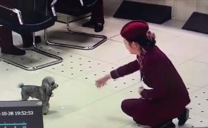 泰迪竄到地鐵站，工作人員養(yǎng)肥找到主人