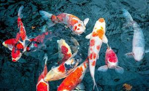 法制日報：“錦鯉”很誘人陷阱也很深，謹防個人信息被套取