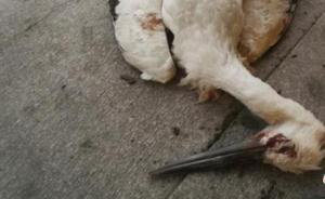 吉林森警公布獵殺東方白鸛案細(xì)節(jié)：嫌疑人稱(chēng)獵槍系亡兄所留