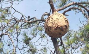 重庆两兄弟摘马蜂窝泡酒致路过少女被蜇身亡，被判赔58万