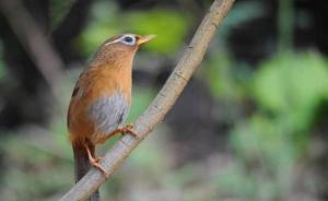 3男子非法捕獵畫眉鳥轉賣獲刑，淘寶人氣店主非法售賣被定罪