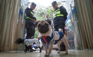 直播錄像丨杭州首推文明養(yǎng)犬檢查點(diǎn)，直擊最嚴(yán)遛狗街頭執(zhí)法