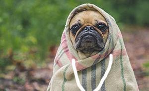 杭州4天受理辦狗證11106件，2人因發(fā)布謠言被警方查處