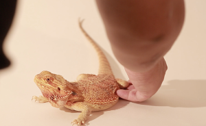 香港小伙養(yǎng)“異寵”鬃獅蜥：冷血動物也有可愛一面