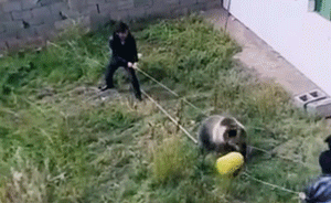 海拔四千米之上①|棕熊常“敲”我家门