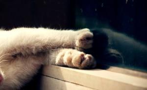 鄭州一高校學(xué)生干部檢查宿舍，失手導(dǎo)致學(xué)生寵物貓從4樓墜下