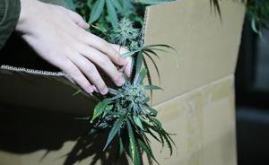 海淀警方搗毀一吸販大麻團(tuán)伙：租平房建溫室，花盆里種大麻