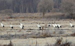 黑龍江一保護(hù)區(qū)丹頂鶴南遷：11月下旬才飛離，比往年晚兩月