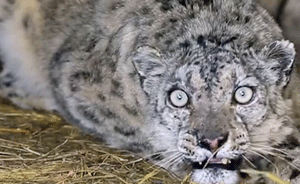 海拔四千米之上②｜与雪豹共“舞”22天