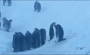 拍摄中企鹅有难，BBC“干预”相救