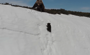 小熊爬山感動(dòng)網(wǎng)友，專家質(zhì)疑無人機(jī)干擾