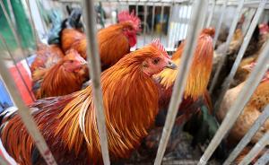 云南騰沖市和祿勸縣各發(fā)生一起H5N6亞型禽流感疫情