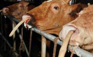 馬上評｜活牛注水：食品安全之殤，更是動物保護之痛