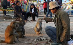 耍猴人廟會(huì)表演被圍觀，要賞錢觀眾走光，掃碼給1元被嫌棄