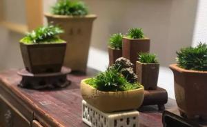 江南菖蒲大會(huì)：名家植蒲與畫蒲相映“雅趣”