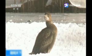 一群侏鸬鹚现身新疆：系全球稀有物种，国内是否分布长期存疑