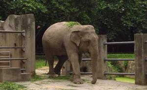 亚洲象版纳因抢救无效死亡享年54岁，与几代上海人记忆相伴