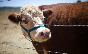 美加墨貿易協(xié)定或在G20期間簽署，乳品問題分歧仍待解決