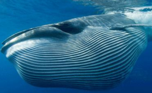 人類可以捕殺鯨到什么程度？這并不簡單只是一個倫理問題