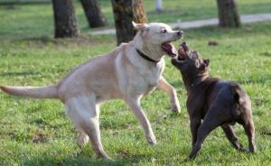 檢察日?qǐng)?bào)評(píng)“女子護(hù)孩遭狗主毆打”：養(yǎng)犬管理法規(guī)不能再沉睡