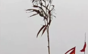 菏澤一棵5米多高高粱引人燒香祭拜，警方拔除后仍有人來(lái)祈福