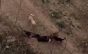 老太遭工地上4恶犬撕咬追踪：居民称工地的狗还咬伤过一男童