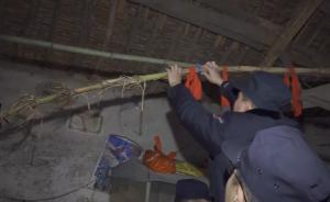 策划“神高粱”嫌犯:它就是一株高梁