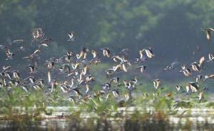 廣東：明年起禁獵野生鳥類5年，全面清理整頓“野味”廣告