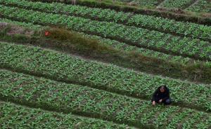 土地承包期再延30年政策制定中，承包地確權(quán)登記頒證將完成