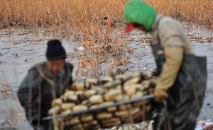 兄弟倆跨省包千畝黃河灘地種蓮菜：兩年沖走百萬元