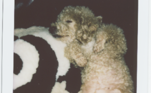 《我的狗狗》：寵物狗是家庭成員的一部分嗎？