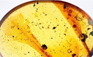 科學(xué)家在一億年前的琥珀里發(fā)現(xiàn)全新類(lèi)型羽毛：僅屬于古鳥(niǎo)類(lèi)