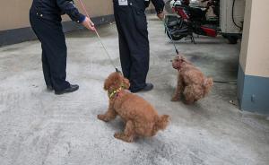 讓不文明養(yǎng)犬不再是城市管理難題：多元化管理、監(jiān)管方式創(chuàng)新