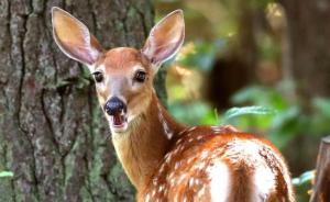 美偷獵者射殺百只鹿入獄，法院判其每月看一次《小鹿斑比》
