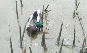 鹽城大豐區(qū)森警回應(yīng)“候鳥疑似被毒殺”：已立案，正鑒定死因