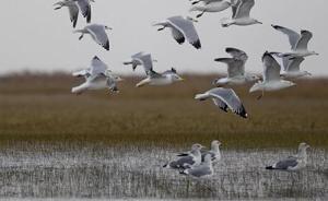 加大打击力度，广西濒危动植物走私活动明显减少