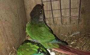 江西一花鳥店老板收購8只鸚鵡4只鷯哥獲刑兩年，不服將上訴