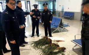 西成高鐵開通一年來(lái)安康鐵警查獲非法攜帶野生蘭草近千株
