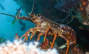 除了奇異果，新西蘭還想讓吃貨們知道它有羊排、螯蝦……