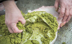 從牛胃里掏出草料做食材，黔東南人這吃法讓老外捂起鼻子